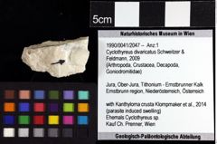 Foto (Objket + Etiketten) von Cyclothyreus divaricatus (Schweitzer & Feldmann, 2009) 